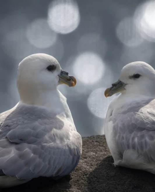 Two northern fulmars perched on a rock, facing each other with a soft-focus ocean background and light bokeh effect. Two northern fulmars perched on a rock, facing each other with a soft-focus ocean background and light bokeh effect.